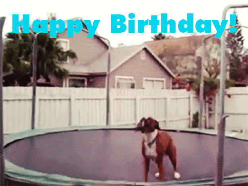 funny-happy-birthday-dog-jumping-gif